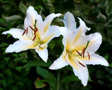 LiliumVenezuela