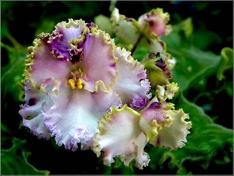 LimeJewel1