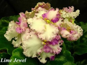 LimeJewel2