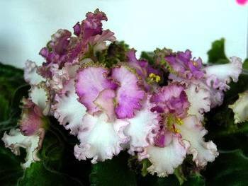 LimeJewel3