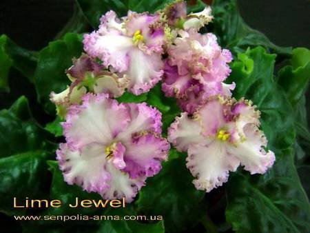 LimeJewel4