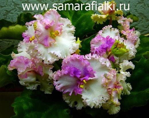LimeJewel5
