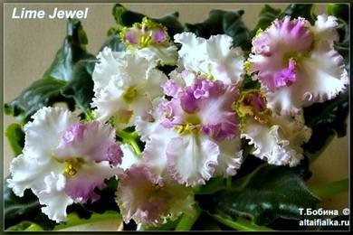 LimeJewel8