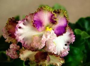 LimeJewel9