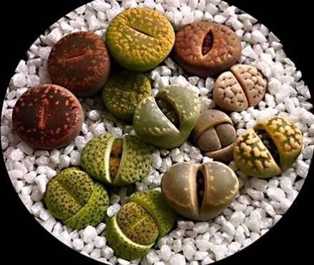 Lithops1