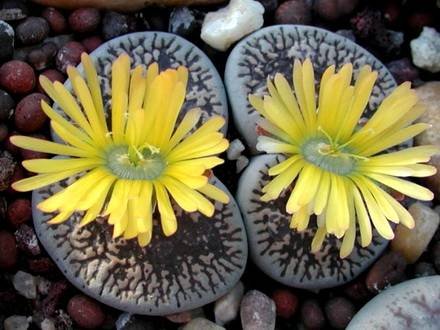 Lithops10