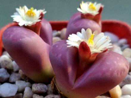 Lithops13