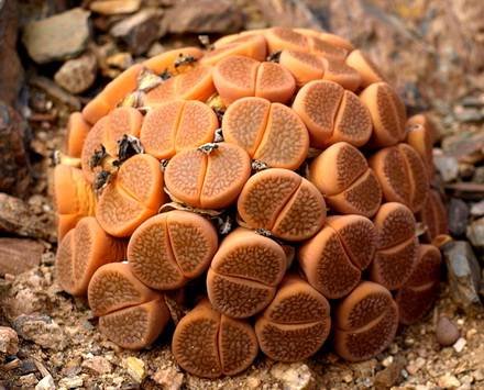 Lithops17