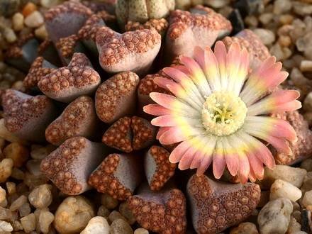 Lithops3