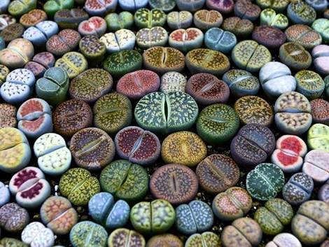 Lithops4