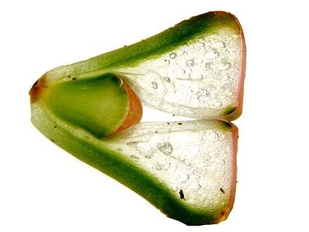 Lithops7