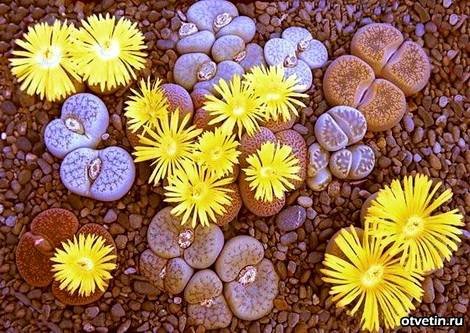Lithops8