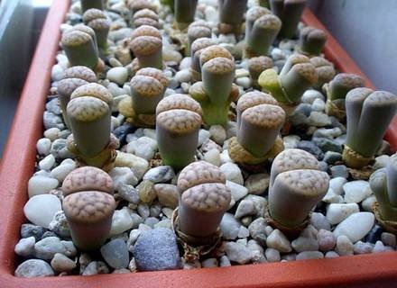 Lithops9