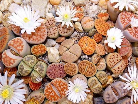 Lithops9a