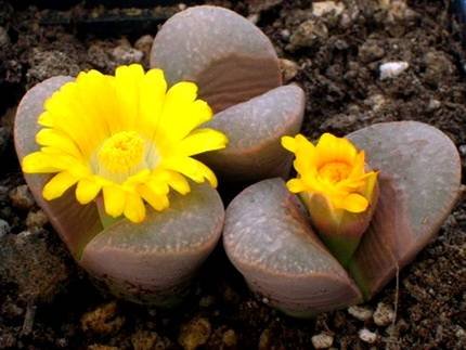 LithopsDivergens
