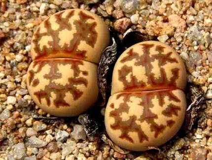 LithopsDorotheae