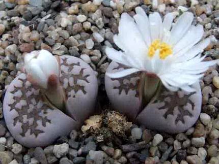 LithopsJulii