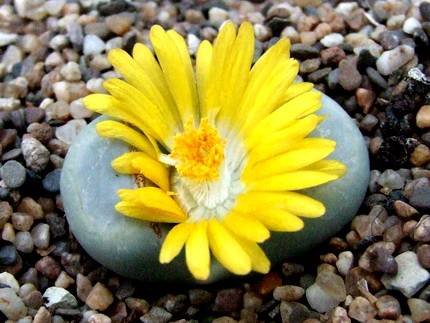 LithopsMeyeri
