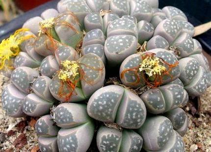 LithopsOlivacea