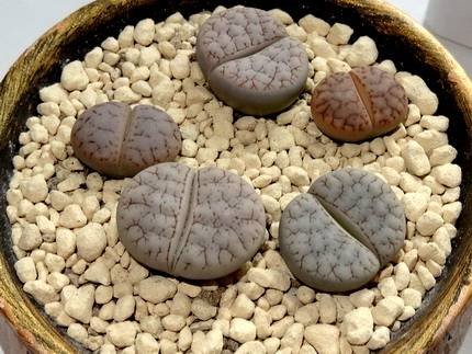 LithopsRuschiorum