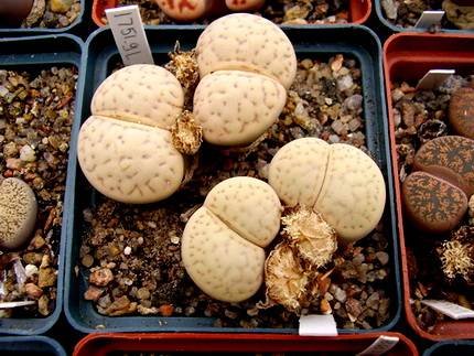 LithopsVallis-mariae