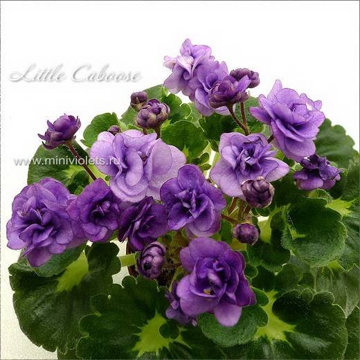 LittleCaboose5