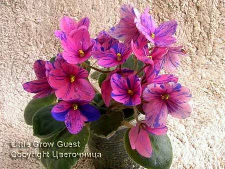 LittleCrowGuest4