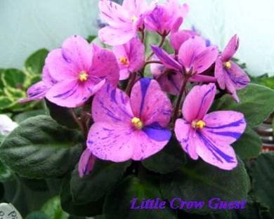 LittleCrowGuest7