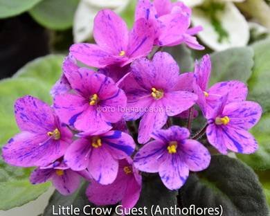 LittleCrowGuest8