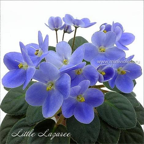 LittleLazaree1