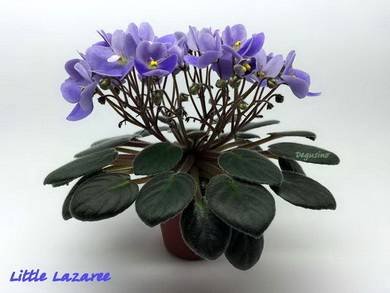LittleLazaree8