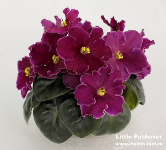 LittlePushover5