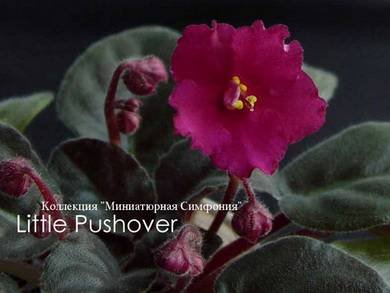 LittlePushover7