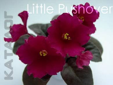 LittlePushover8