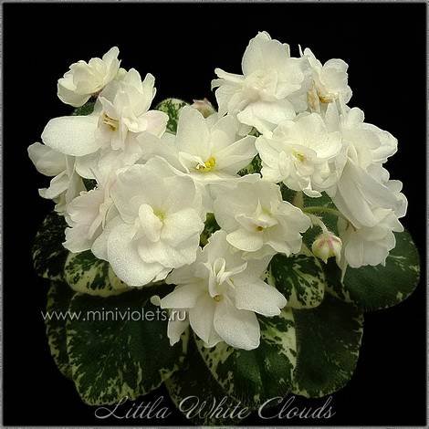 LittleWhiteClouds1