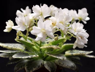 LittleWhiteClouds2
