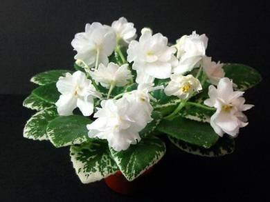 LittleWhiteClouds4