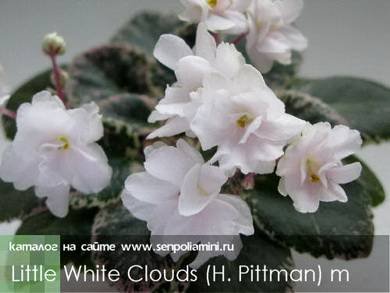 LittleWhiteClouds5