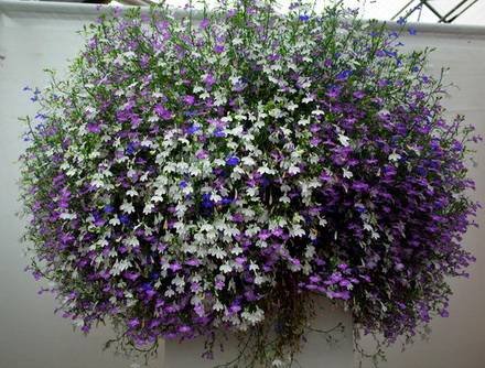 Lobelia1