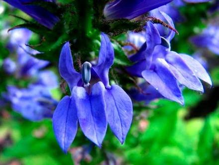 Lobelia10