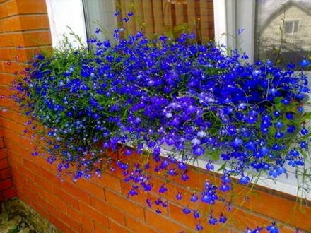 Lobelia11