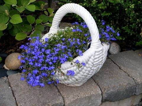 Lobelia13
