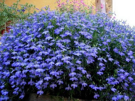 Lobelia15