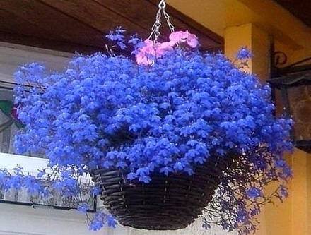 Lobelia2