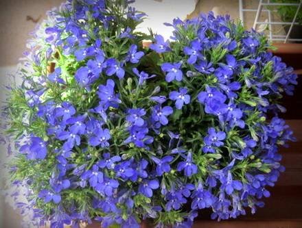 Lobelia3