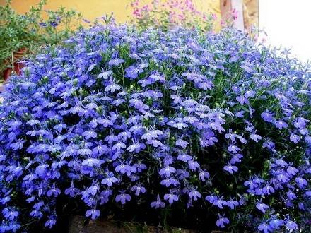 Lobelia33