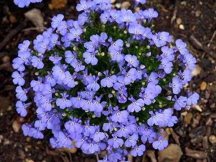 Lobelia4
