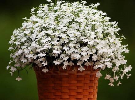 Lobelia5
