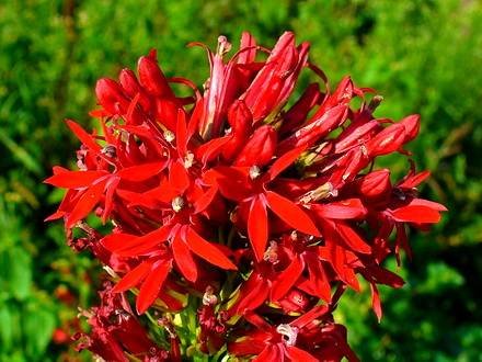 Lobelia6