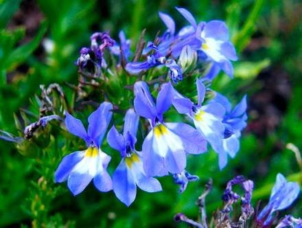 Lobelia7